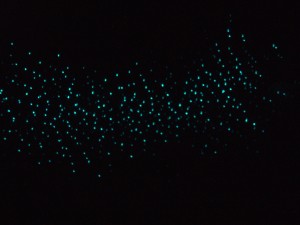 Dragons cave Glow worms NZ Glow Worms